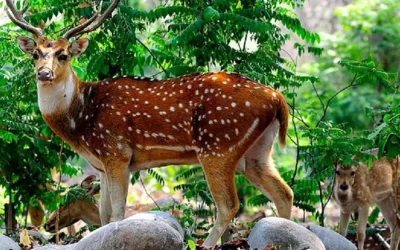 Chail-Wildlife-Sanctuary.jpg